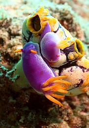 Sipadan_2015_Nudibrance_doris violette bordee de blanc_Risbecia apolegma_IMG_2656_rc